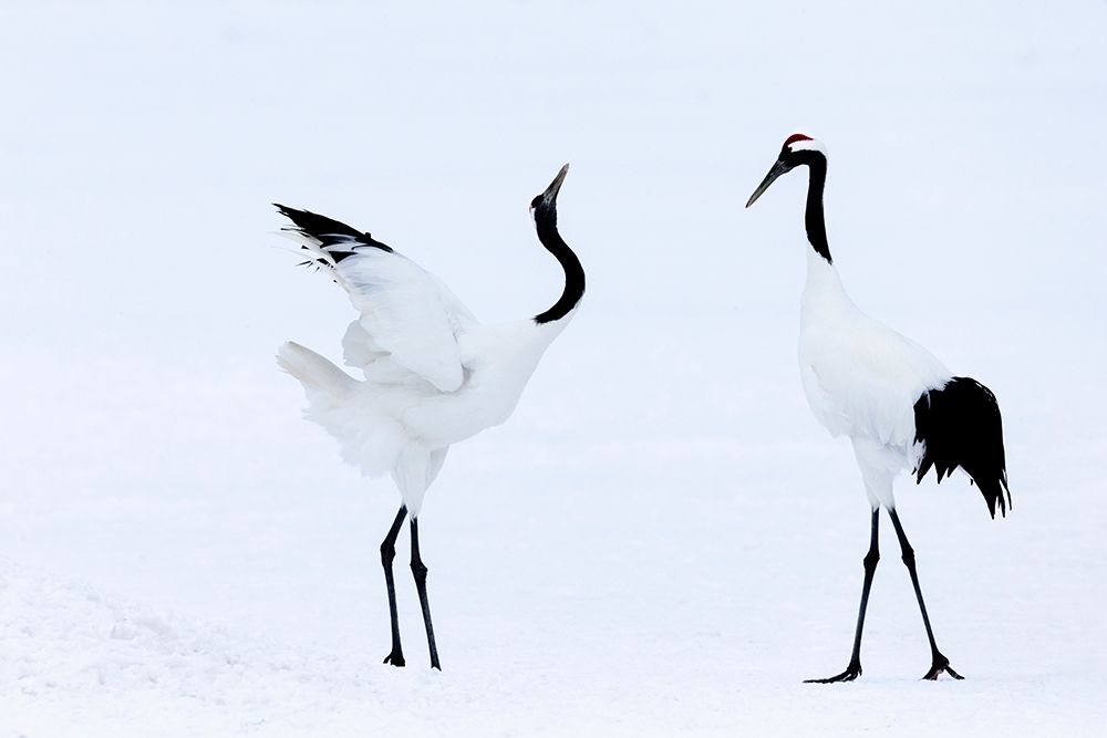 Japan-Hokkaido-Kushiro Two red-crowned cranes begin a courtship dance